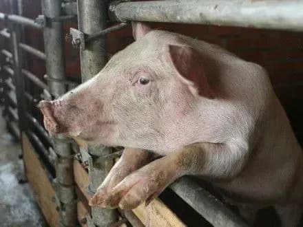 Для боротьби з АЧС не вистачає менеджменту і фінансування — експерт