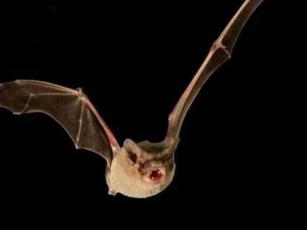 Новим рекордсменом зі швидкого польоту став кажан