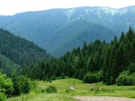 На Закарпатті досі не облікували 21 тис. га лісу