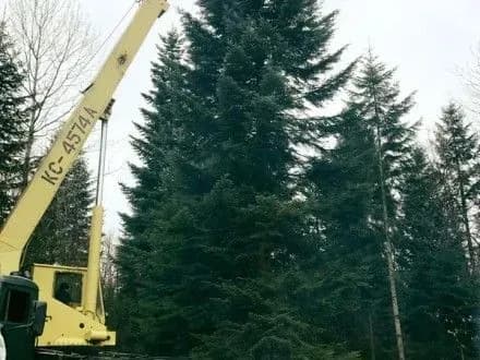 Головна ялинка країни вирушила з Івано-Франківщини до столиці