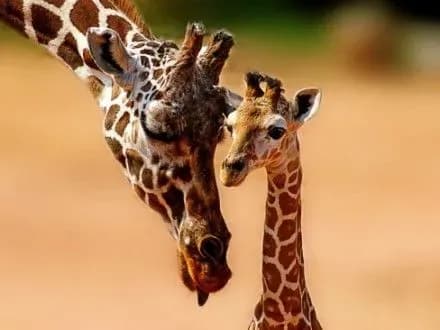 За останні 30 років жирафів у світі стало менше на 40%