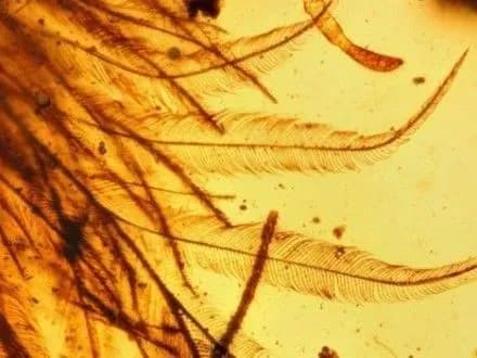 У М'янмі в шматку бурштину знайшли частину хвоста динозавра