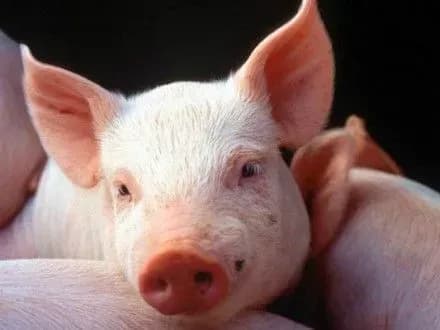 Неконтрольовані випадки АЧС в Україні загрожують іншим країнам — експерт