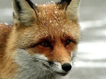 Поліція знешкодила на Львівщині лисицю, яка кидалася на людей