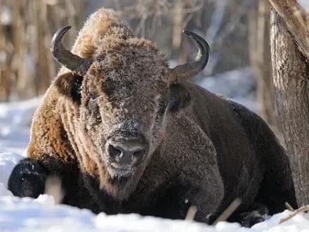 Нідерланди виключили зубрів, ведмедів і кенгуру зі списку домашніх тварин