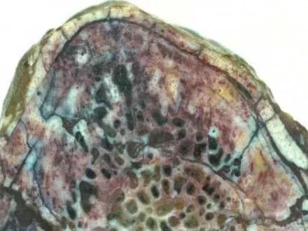 Учені знайшли протеїн у кістках динозавра віком 200 млн років