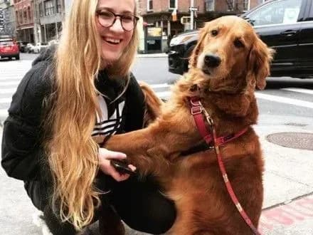 Золотистий ретривер з Нью-Йорка любить обійматися з перехожими