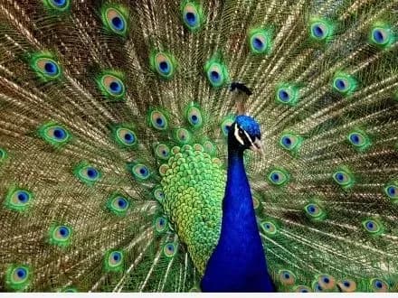 Повторні аналізи не виявили вірусу пташиного грипу у павича, який загинув у Миколаївському зоопарку