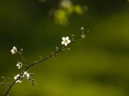 Українці розповіли, як готуються до початку весни