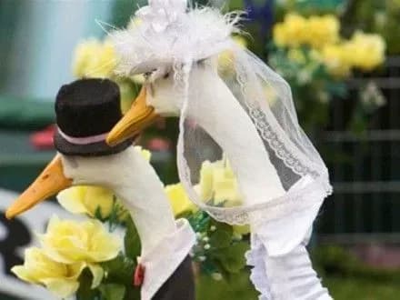 У дитсадку в США одружили двох качок