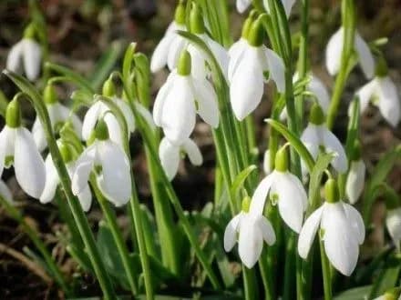 Сьогодні в Києві за прогнозами синоптиків опадів не очікується