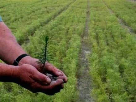 Цього року в Україні планують засадити нові ліси площею 50 тис. га