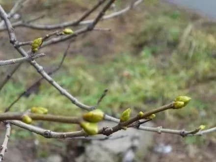 Цього березня у Києві зафіксували вже третій температурний рекорд