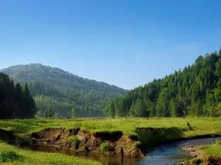 Близько 20 тисяч дерев висадять в парках Карпат