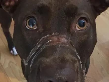 У США чоловік отримав п'ять років в'язниці за жорстоке поводження з собакою