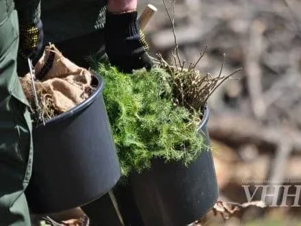 На високогір′ї Закарпаття висадили 6 тисяч молодих дерев