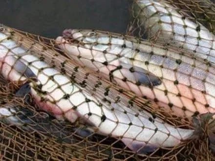 В Україні почала діяти заборона на вилов риби