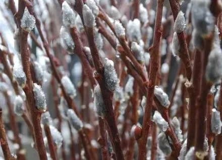 Цьогорічний березень став одним із найтепліших у Києві за 137 років спостереження