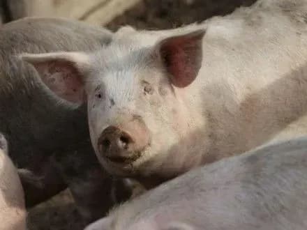 Ни одной вспышки АЧС не было зафиксировано только во Львовской области