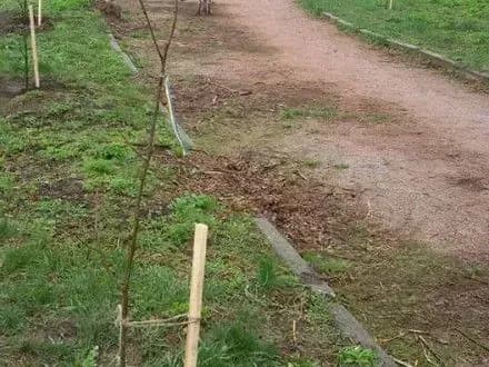 Алею дубів висадили в пам’ять про військових у Кропивницькому