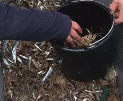 На Херсонщині затримали браконьєрів з уловом на 24 млн грн