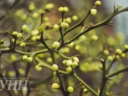 Дикі лимони розквітли в Ужгороді