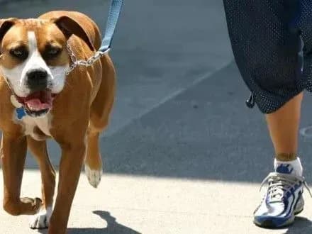 Господар закрив собою собаку від куль в Маріуполі