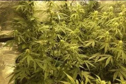 Правоохоронці Одеси виявили нарколабораторію у 25-річного киянина