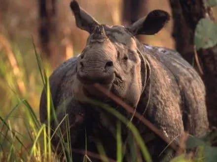 Браконьєрство загрожує виживанню знакових видів тварин і рослин