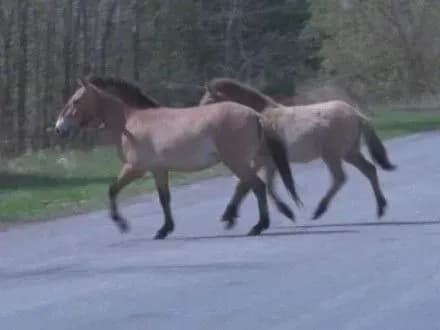 Коні Пржевальського в зоні відчуження Чорнобильської АЕС