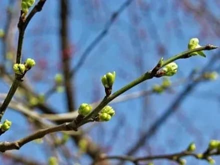 Сьогодні в Києві без опадів