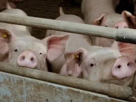 Инструкция по борьбе с АЧС требует дальнейших усовершенствований - АСУ