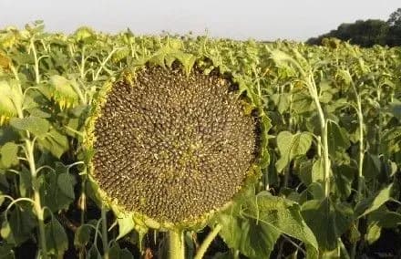 На Одещині чоловік вкрав насіння соняшника на мільйон гривень