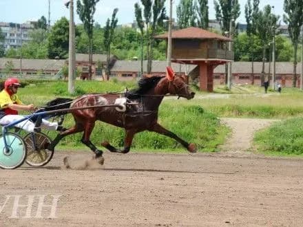 На київському іподромі пройшли змагання на честь Дня Києва