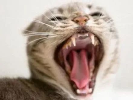 Карантин оголосили на Рівненщині через скаженого кота