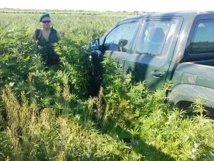 Прикордонники виявили 3,7 га. незаконних насаджень конопель на Одещині