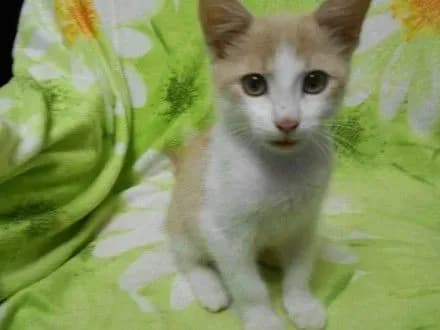 В Луцке мужчине вынесли приговор за издевательство над котятами