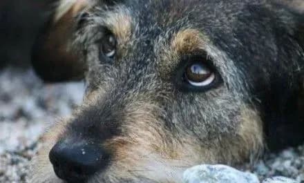 Верховна Рада посилила відповідальність за жорстоке поводження з тваринами до позбавлення волі