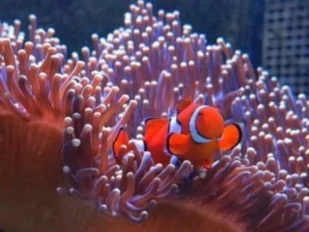 Великий бар'єрний риф оцінили у 42 млрд доларів