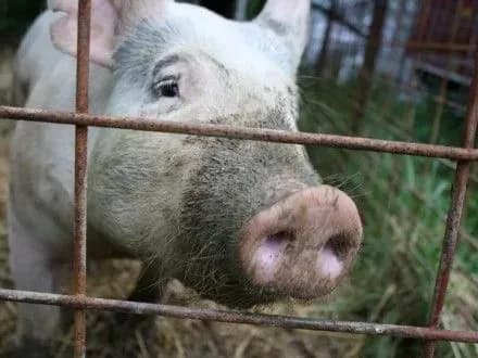 Збитки від АЧС в Україні сягнули 160 млн грн - Держпродспоживслужба