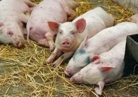 В.Чопенко розповів, чому українська ветслужба не може ефективно протистояти АЧС