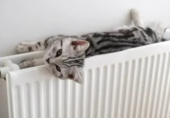 На сьогодні тепло подали у 95% будинків столиці - КМДА