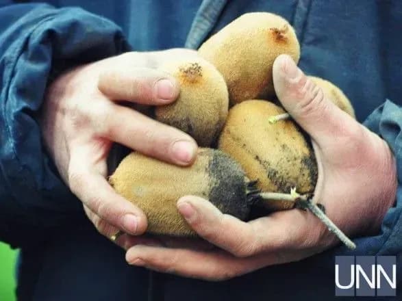 Збір врожаю унікального сорту ківі стартував на Закарпатті