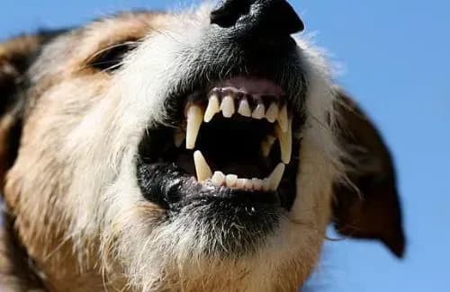 Ситуацію щодо сказу тварин на Кіровоградщині визначили як складну