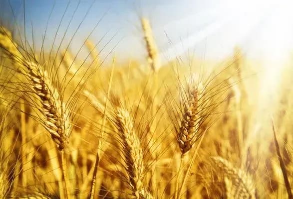 Аграрії зібрали вже 55 млн тонн зернових