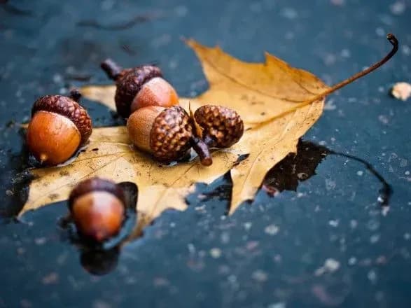 Сьогодні в Києві очікується невеликий дощ з мокрим снігом