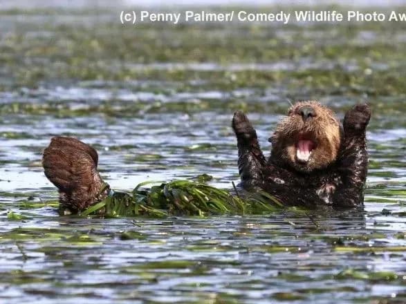 Експерти визначилися з найкумеднішими знімками тварин цього року