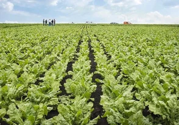 В Україні зібрано 14 млн тонн цукрових буряків