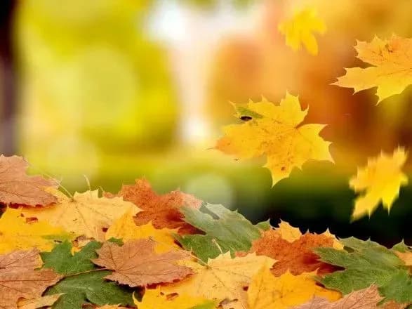 Листопад у Києві виявився теплішим за норму на 1,2 градуса