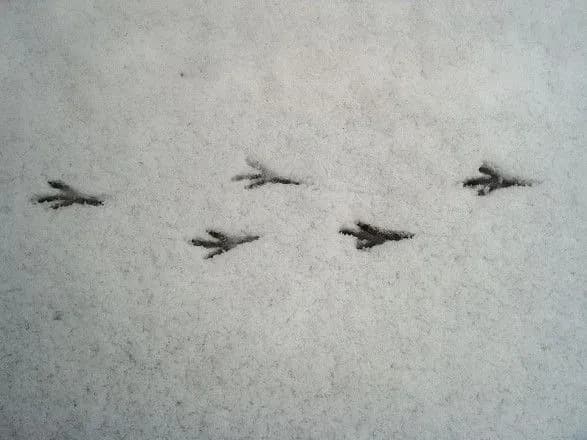 До конца суток в Киеве прогнозируют до 6 см снега